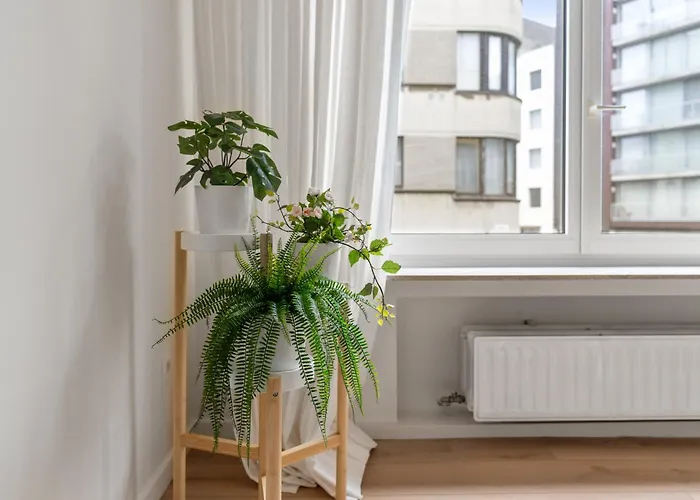 Petite * 오스텐드